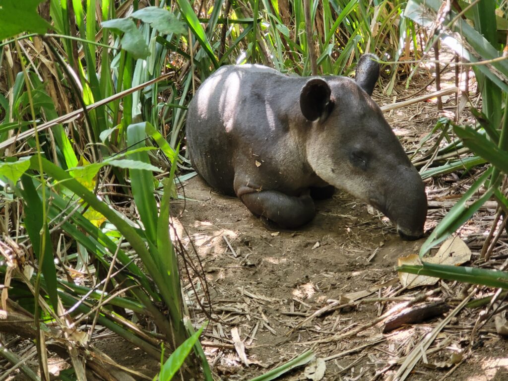 A tapir