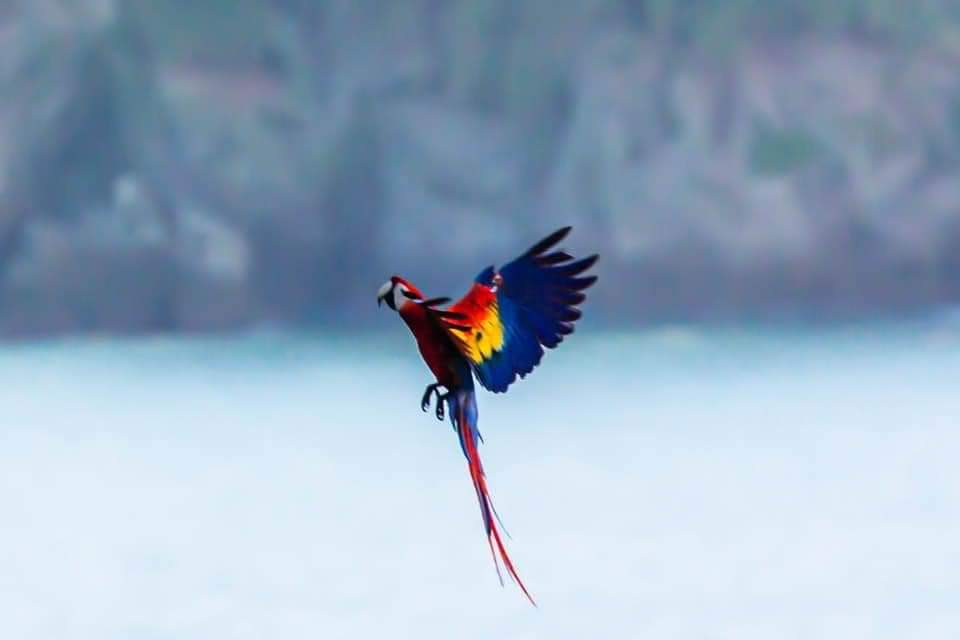 Gallery scarlet macaw in flight