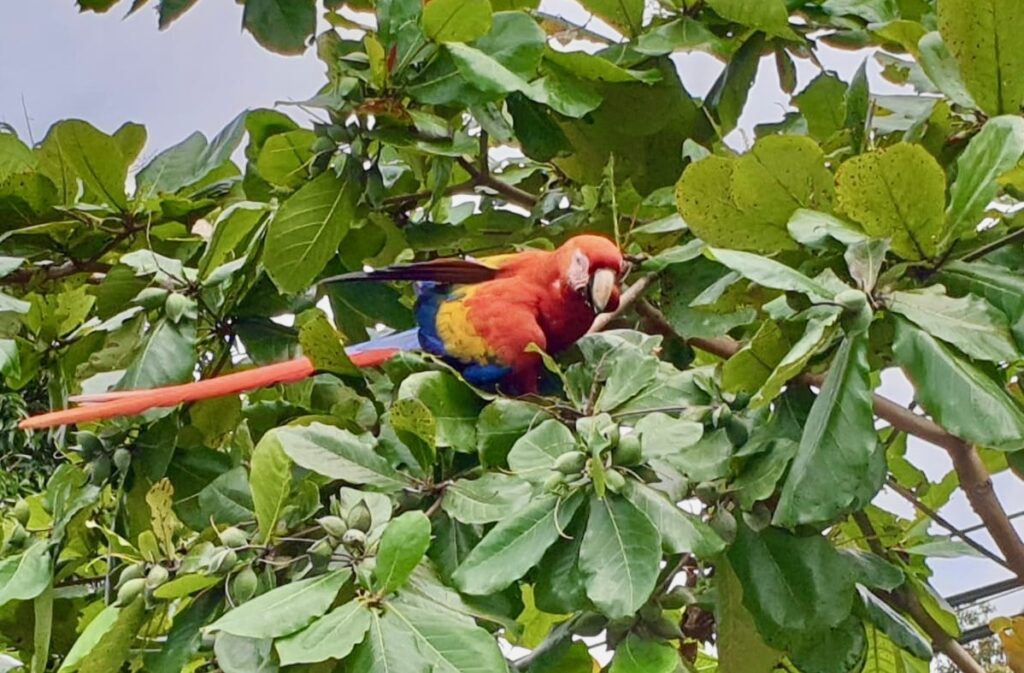 Gallery scarlet macaw