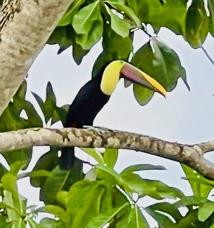 Gallery toucan