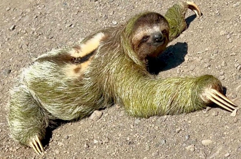 Gallery sloth