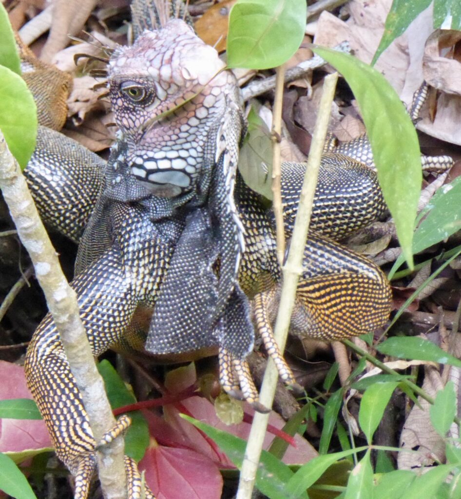 wildlife in Corcovado National Park, Drake Bay, Costa Rica