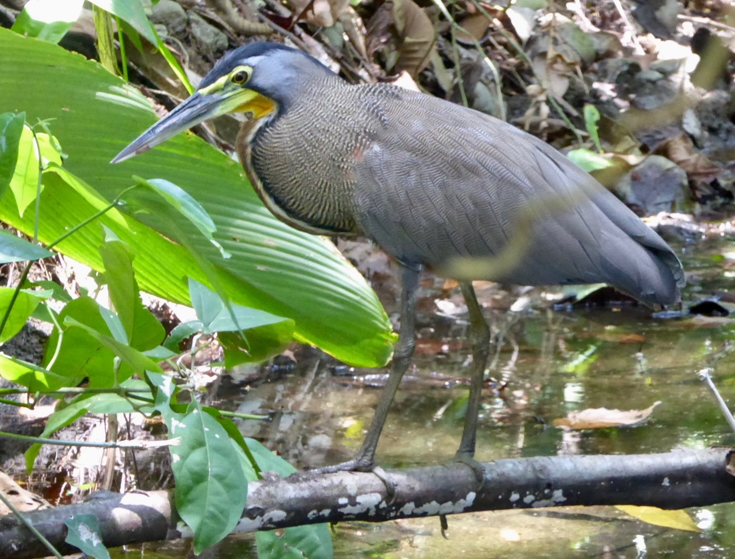 Gallery heron