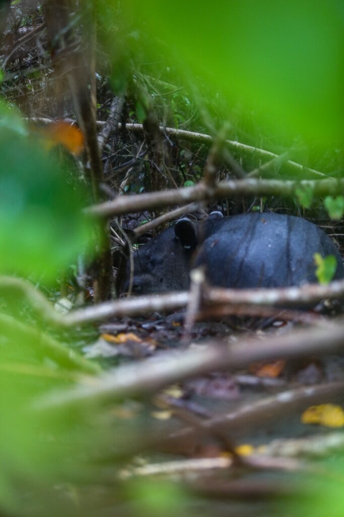 Tapir gallery