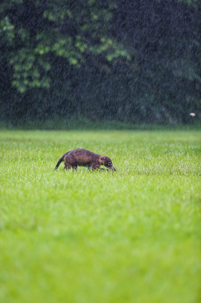 Coati gallery