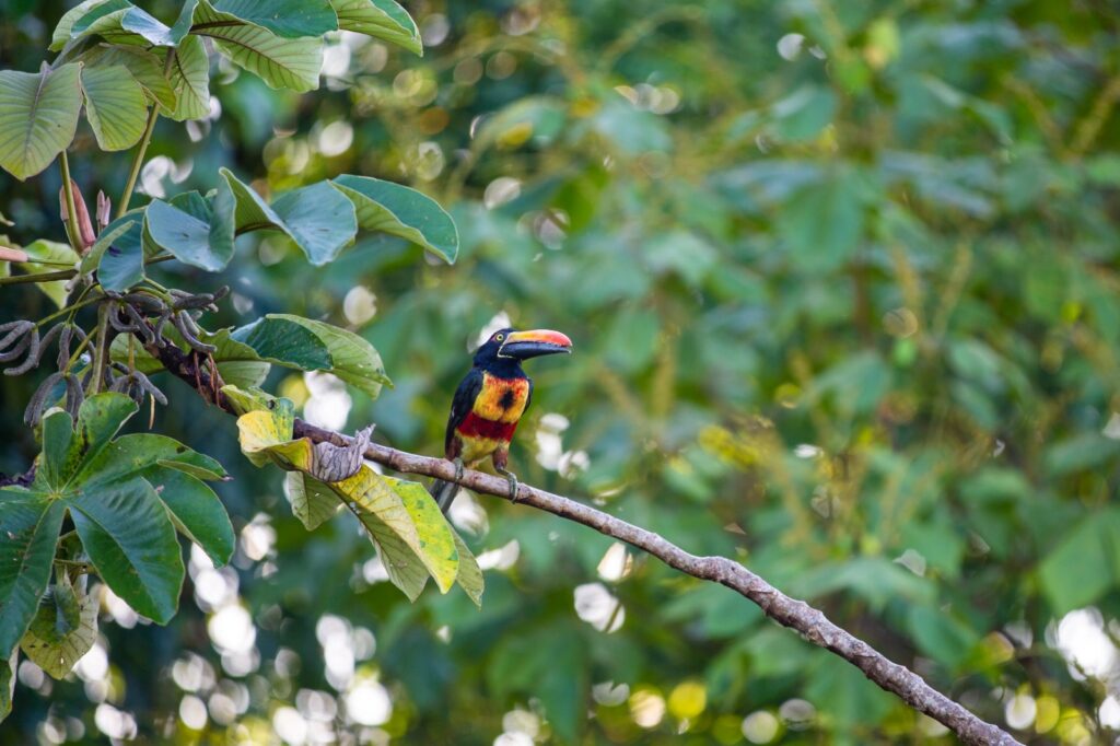 Aracari gallery