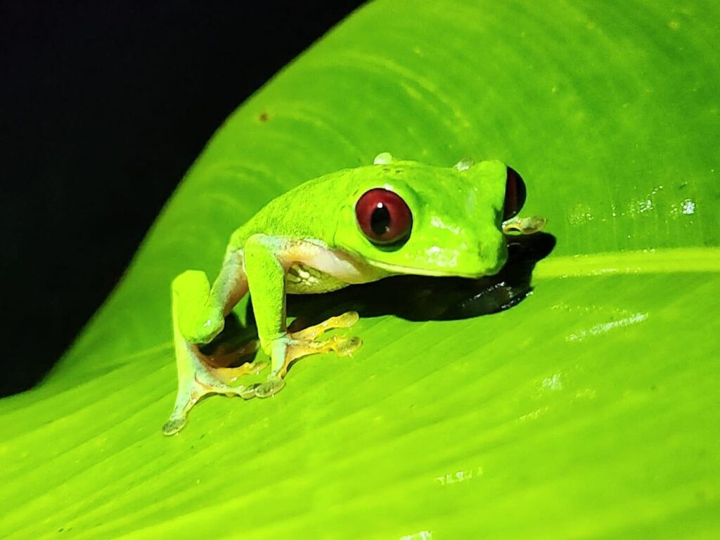 A frog on a jungle night walk in Drake Bay, Costa Rica