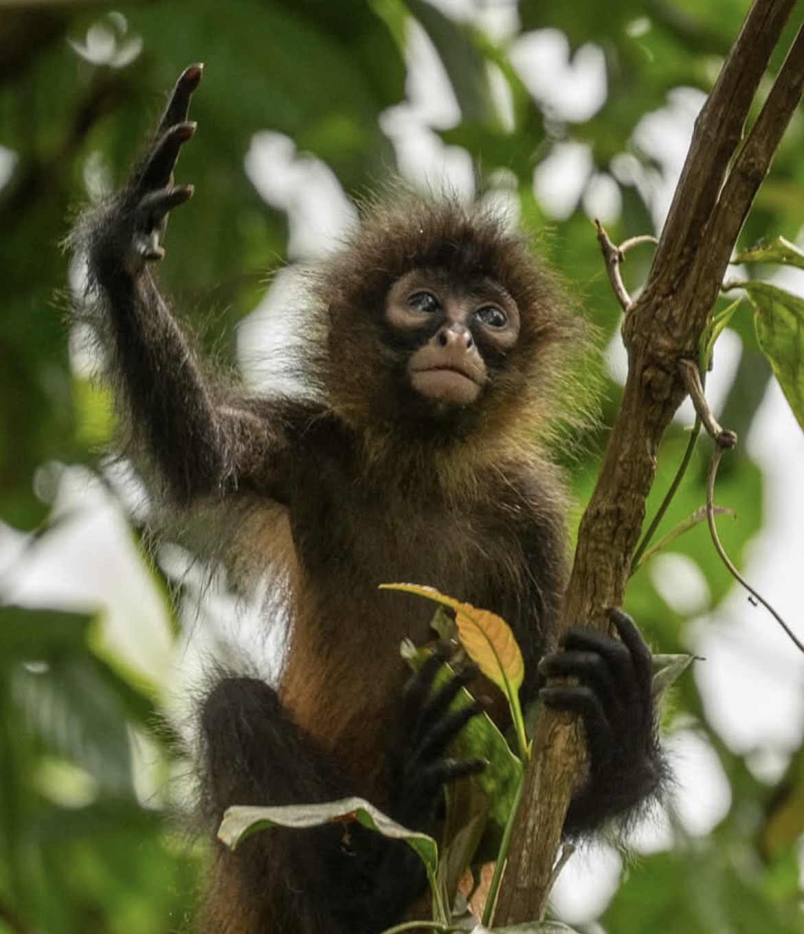 A baby spider monkey at Southern Drake Lodge, Drake Bay, Costa Rica