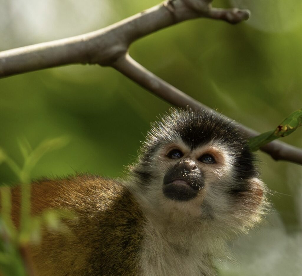 A squirrel monkey at Corcovado National Park, Drake Bay, Costa Rica