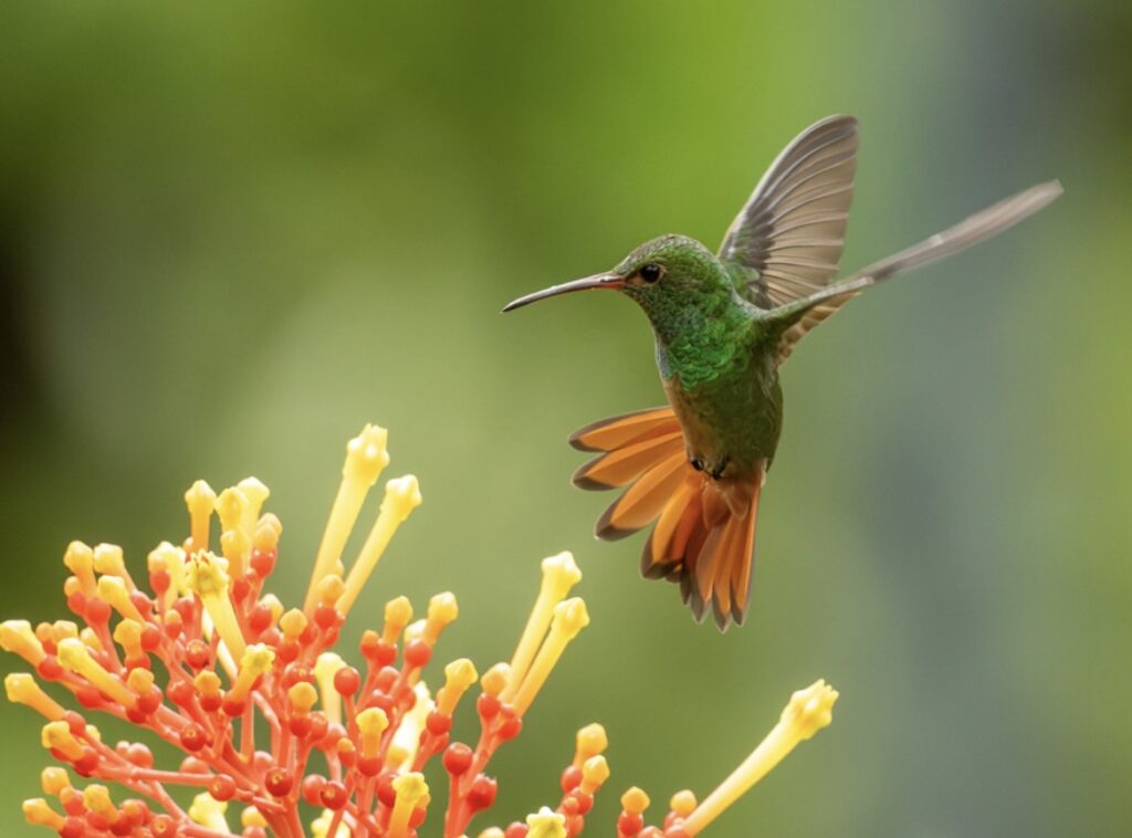 A hummingbird at Southern Drake Lodge, Drake Bay, Costa Rica