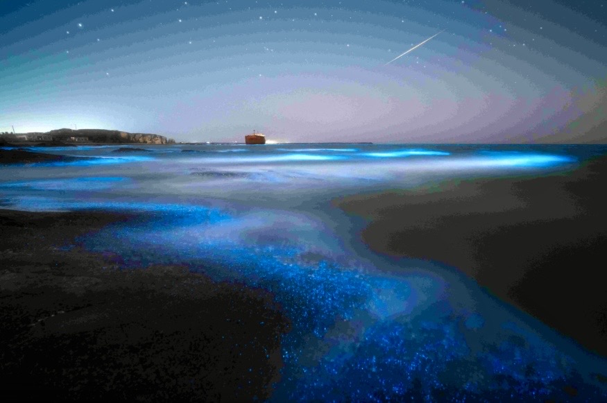 Bioluminescence in Drake Bay, Costa Rica
