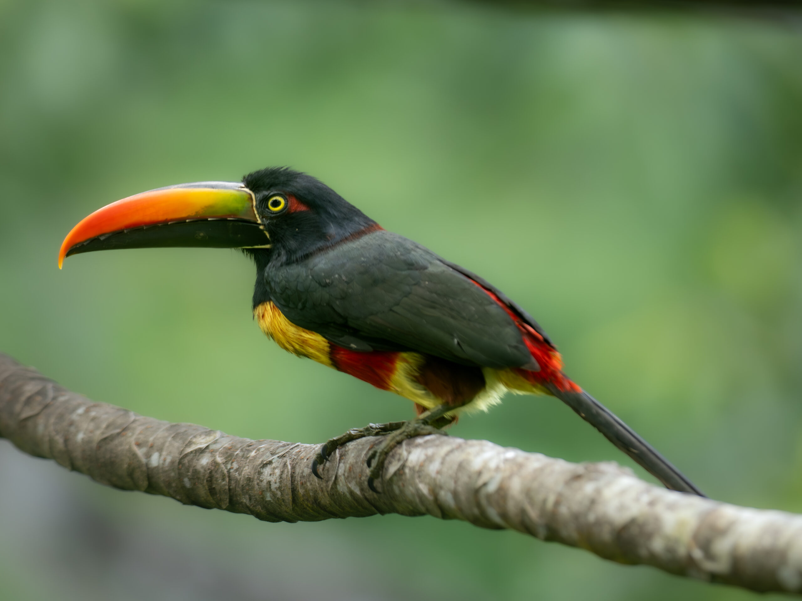 Aracari bird